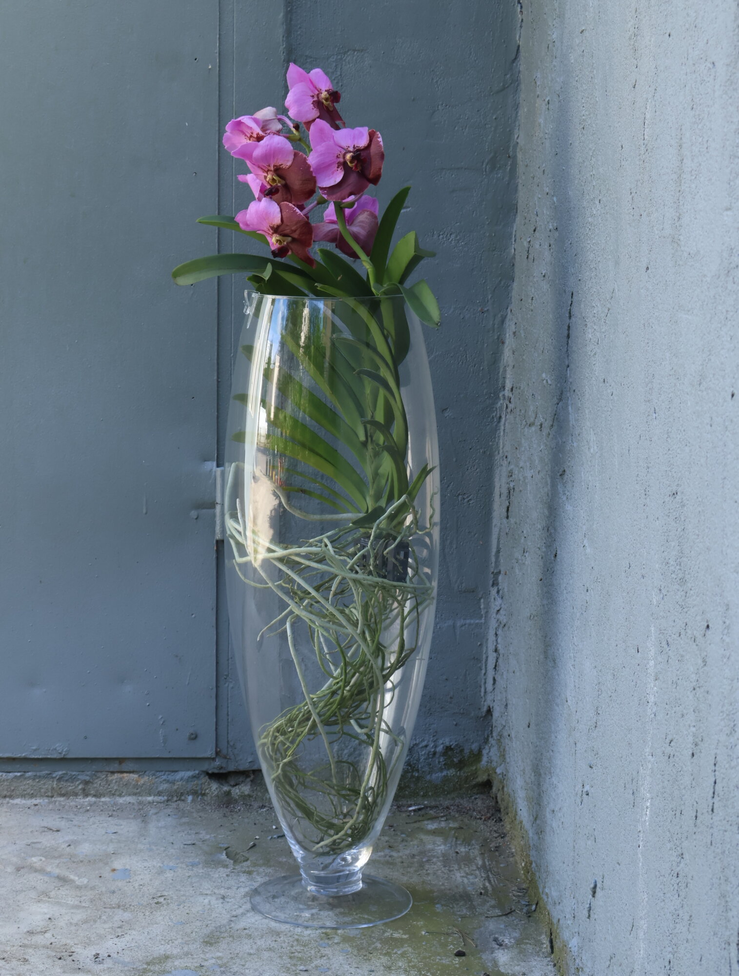 Орхидея Ванда в вазе пурпурная