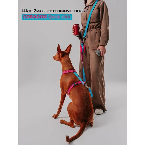 Шлейка прогулочная анатомическая для средних и крупных пород собак CORADOG Quick click размер M цвет голубой ярко розовый 4800₽