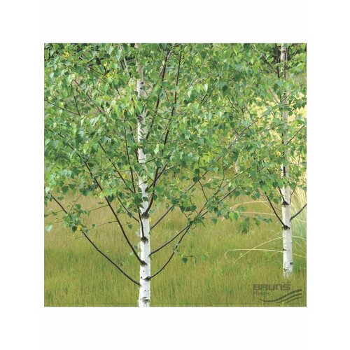 Семена березы плосколистной