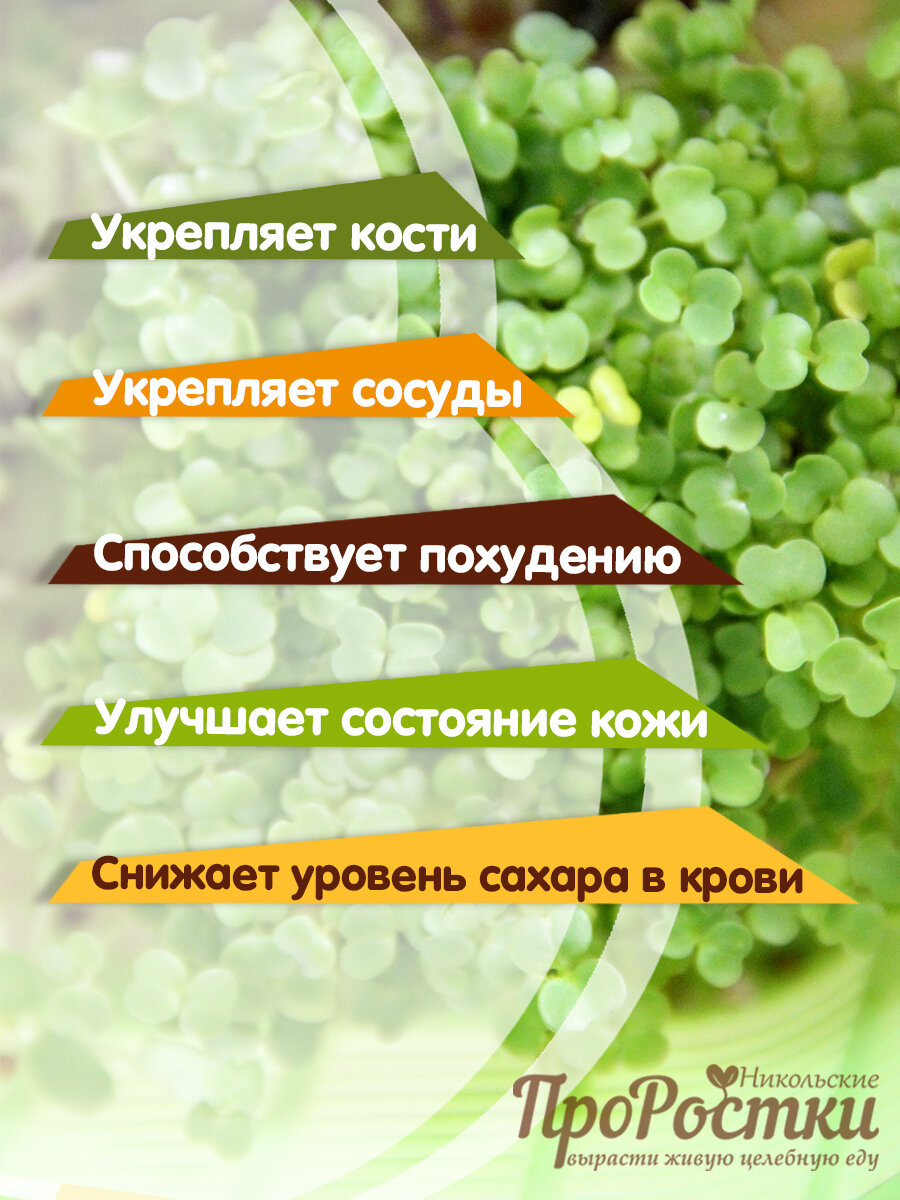Руккола семена микрозелени для проращивания, 100 г — фото 1