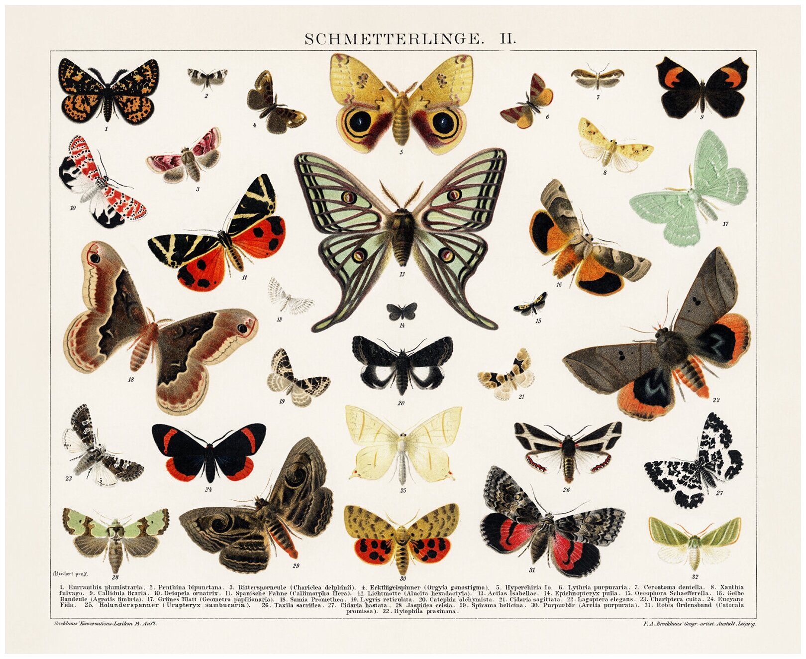 Постер / Плакат / Картина на холсте - Бабочки и мотыльки 40x50 в подарочном тубусе