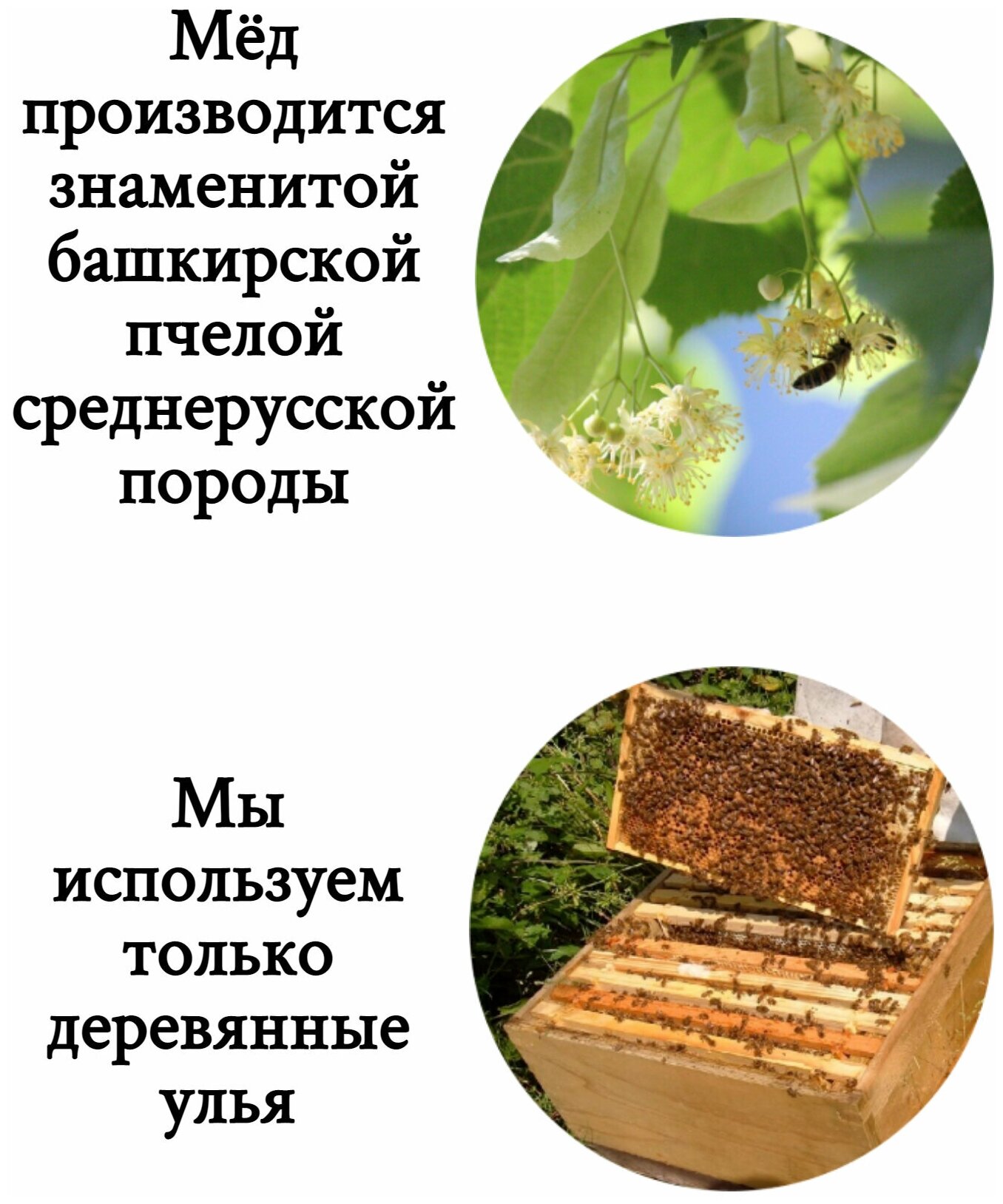 Мед липовый башкирский, цельный необработанный, vtl, липа 85%, Урожай 2022, ЖивойМед, жидкий - фотография № 6