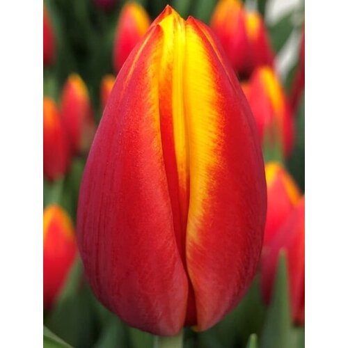 Луковицы тюльпанов Hennie vander Most 10 штук