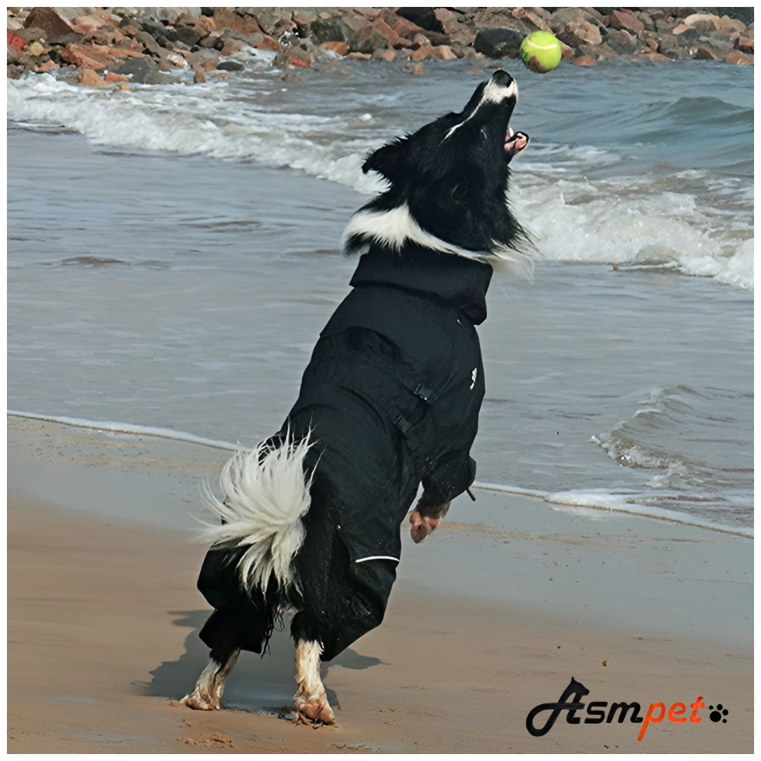 Комбинезон Дождевик для собак Asmpet водонепроницаемый, р-р XXXL+, чёрный - фотография № 12