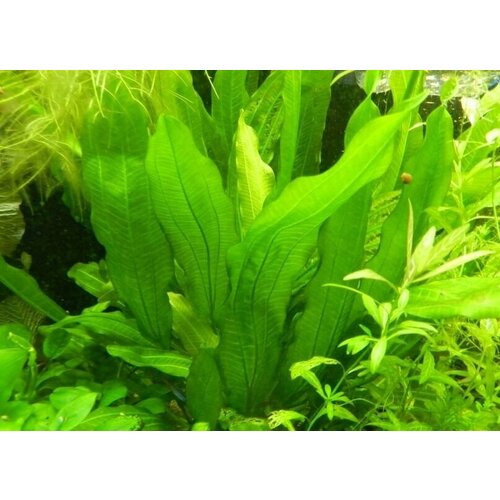 Эхинодорус Аргентинский