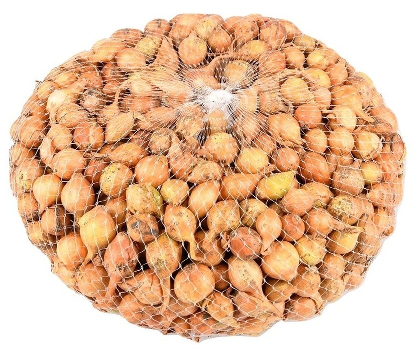 Лук-севок Штуттгартер Ризен, 1 кг, луковицы средние и крупные, весом 50-94 г, острый, высокая урожайность, длительное хранение