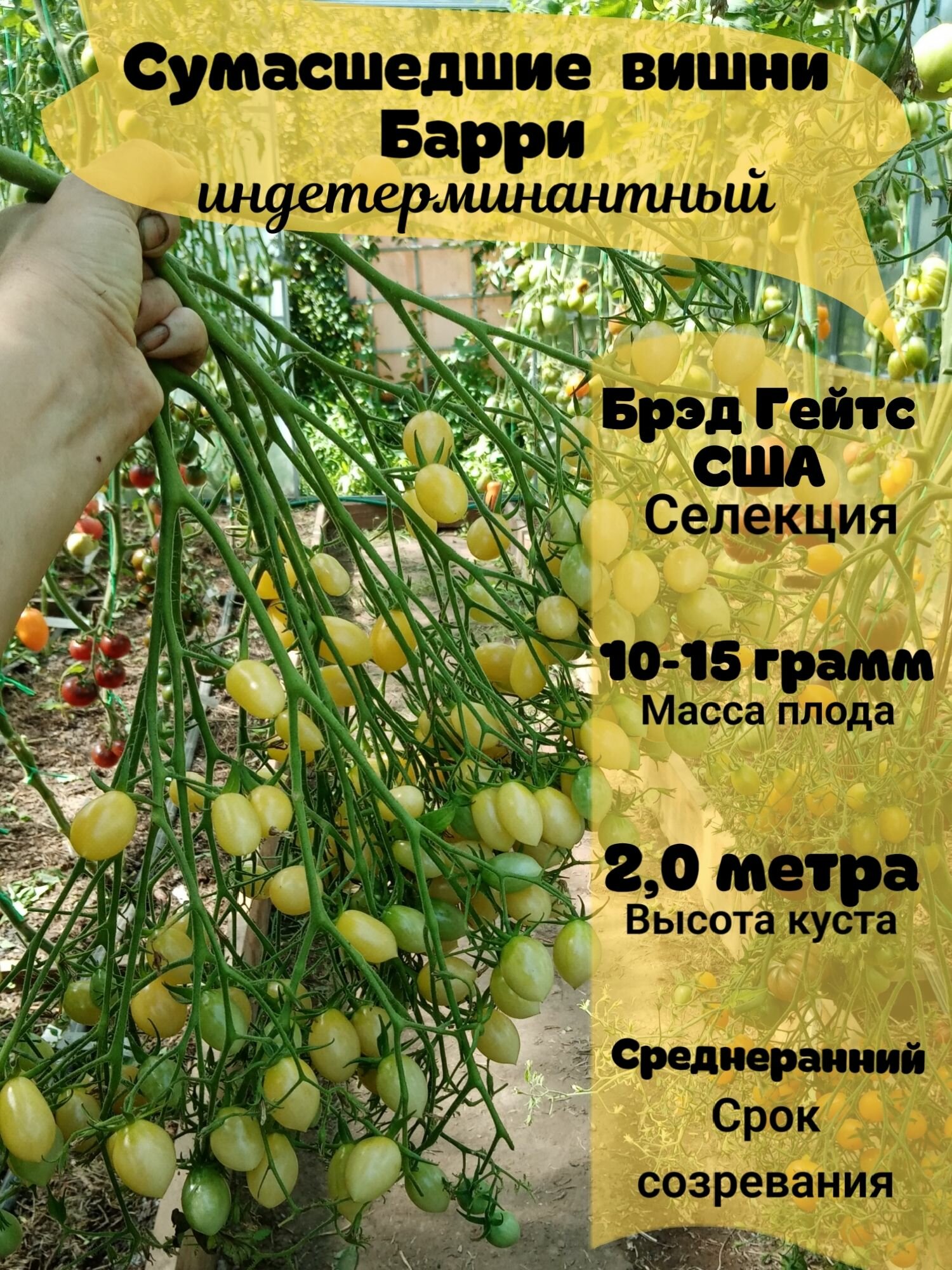 Томат Сумашедшие вишни Барри, Брэд Гейтс, черри-мультифлора, семена от коллекционера — фото 1