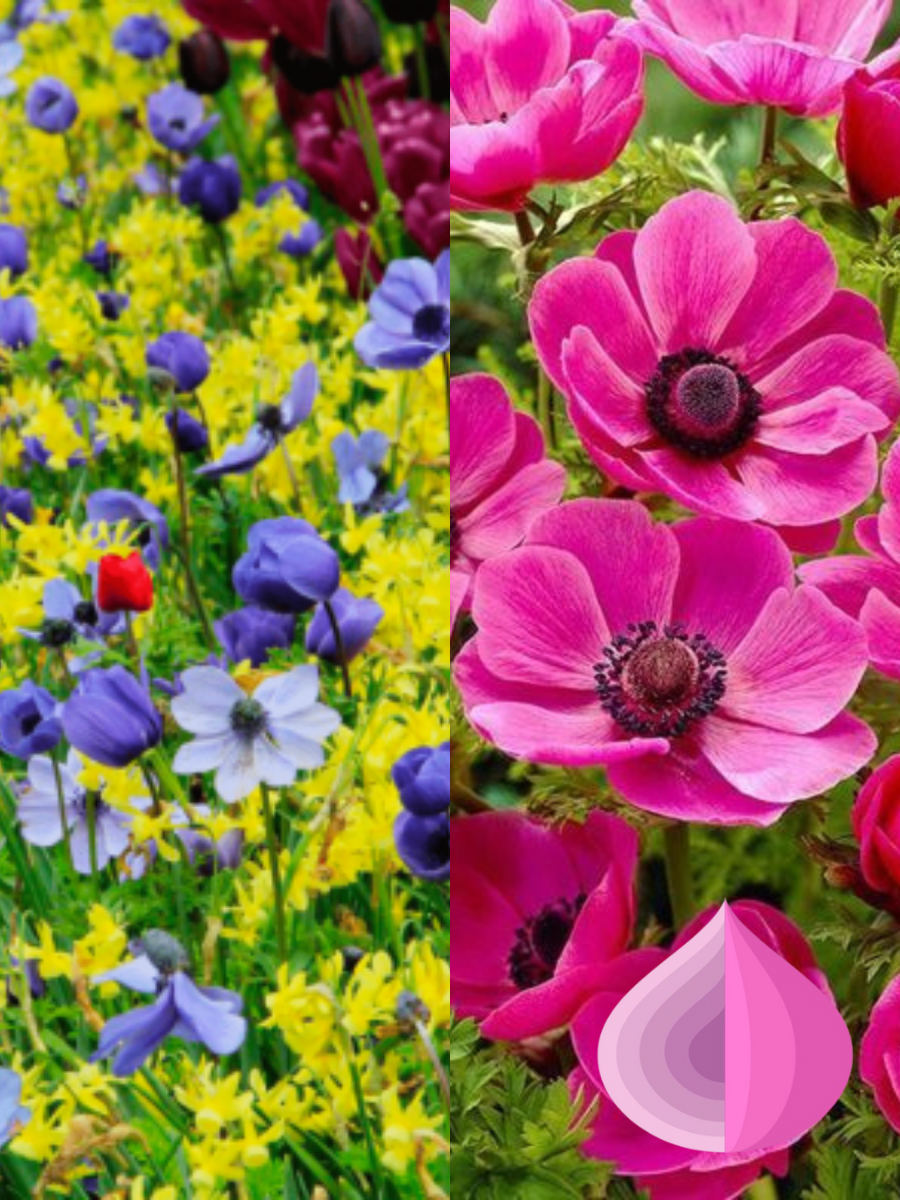 Луковицы цветов bulbs servise TWIN Анемона Мистер Фоккер 10 шт/ Анемона Сульфида 10 шт(20 луковиц)