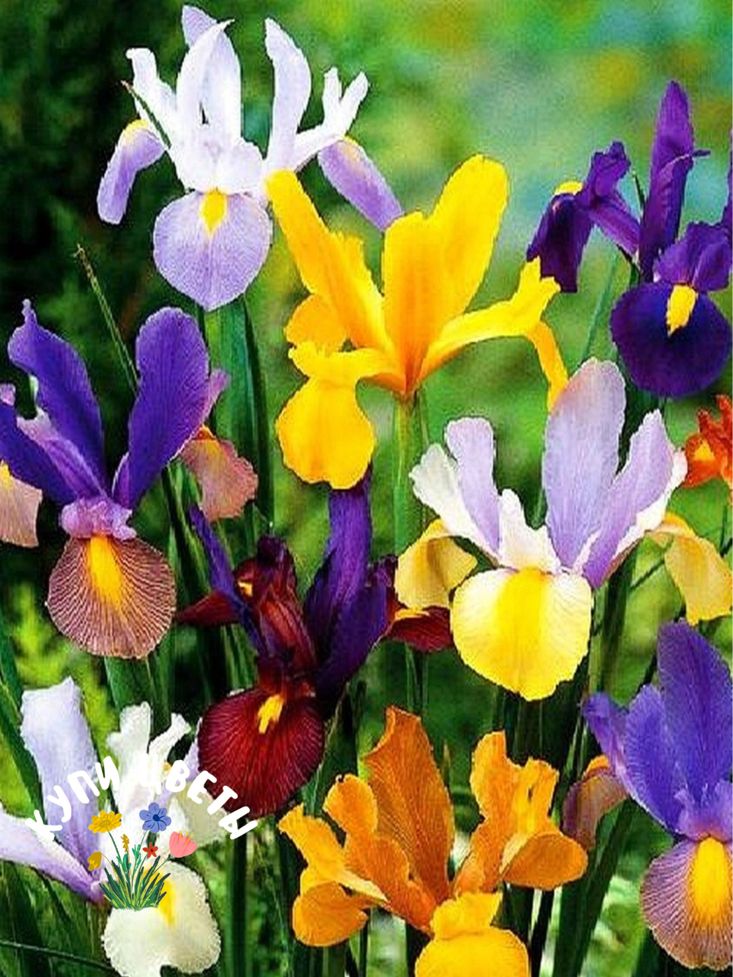 Луковицы цветов купи цветы Ирис Dutch MIX ( 10 луковиц ) 