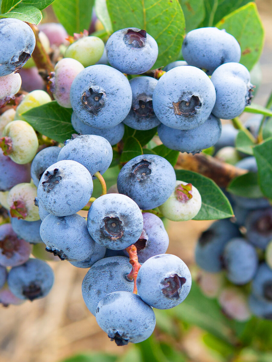 Голубика Титаниум многолетняя ЗКС 15-2 года цвет голубой