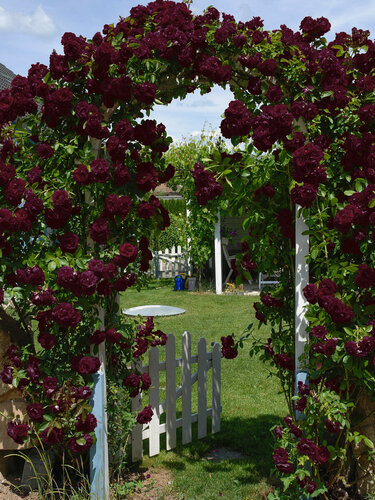 Изображение товара Роза плетистая "Черная королева", многолетнее растение, высота 300 см, 2шт