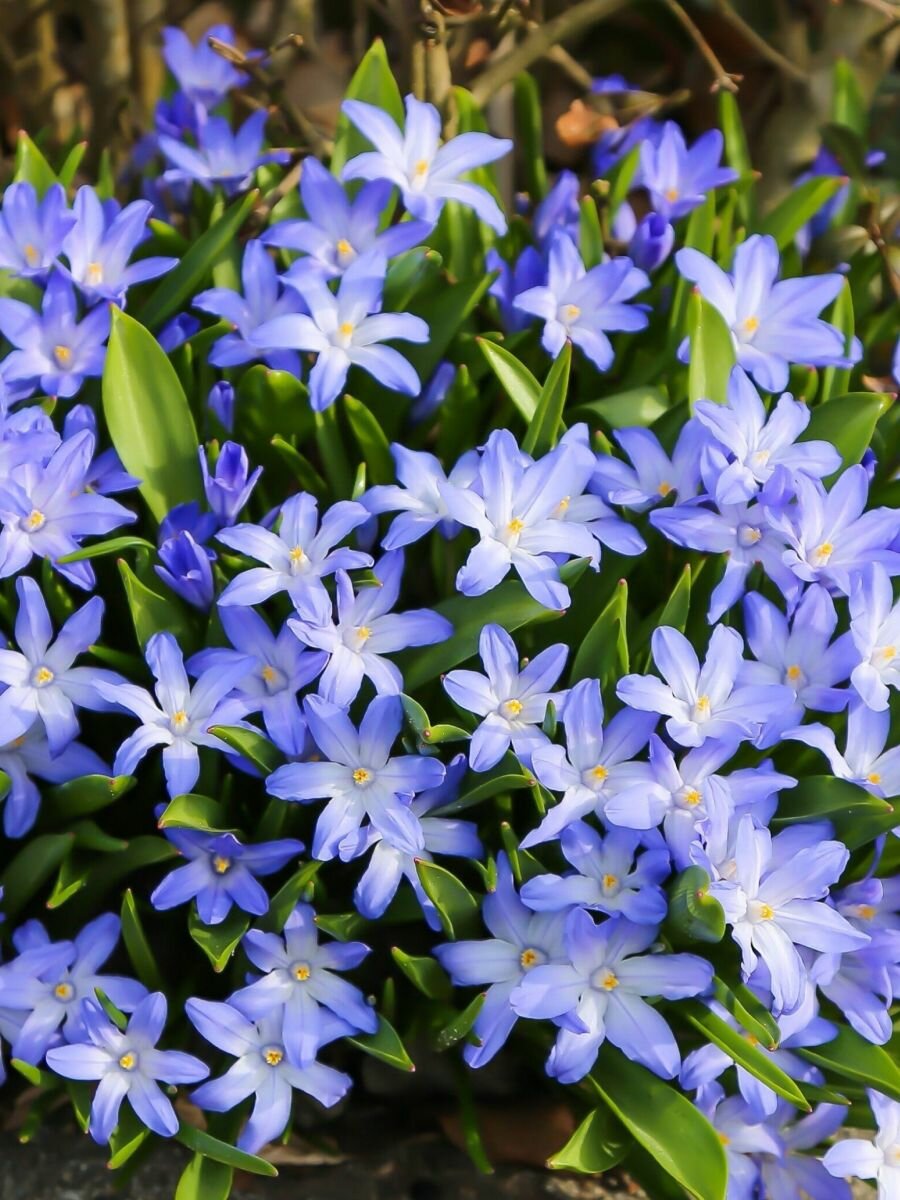 Хионодокса Holland Bulb Market Форбса 15 луковиц многолетняя