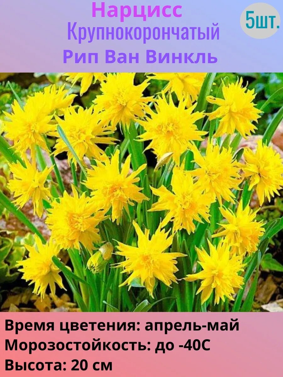 Нарциссы многолетние луковицы 5 штук