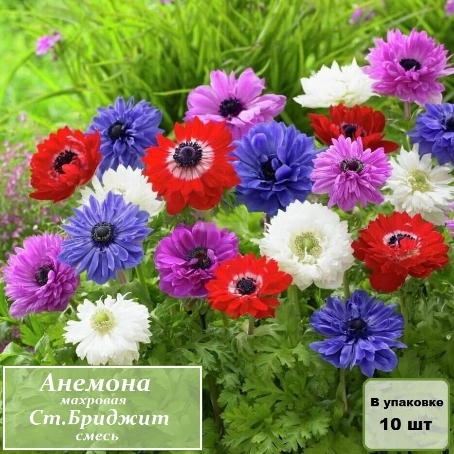 Луковицы Анемона махровая Ст. Бриджит смесь / цветы садовые цветущие / в упаковке 10 шт