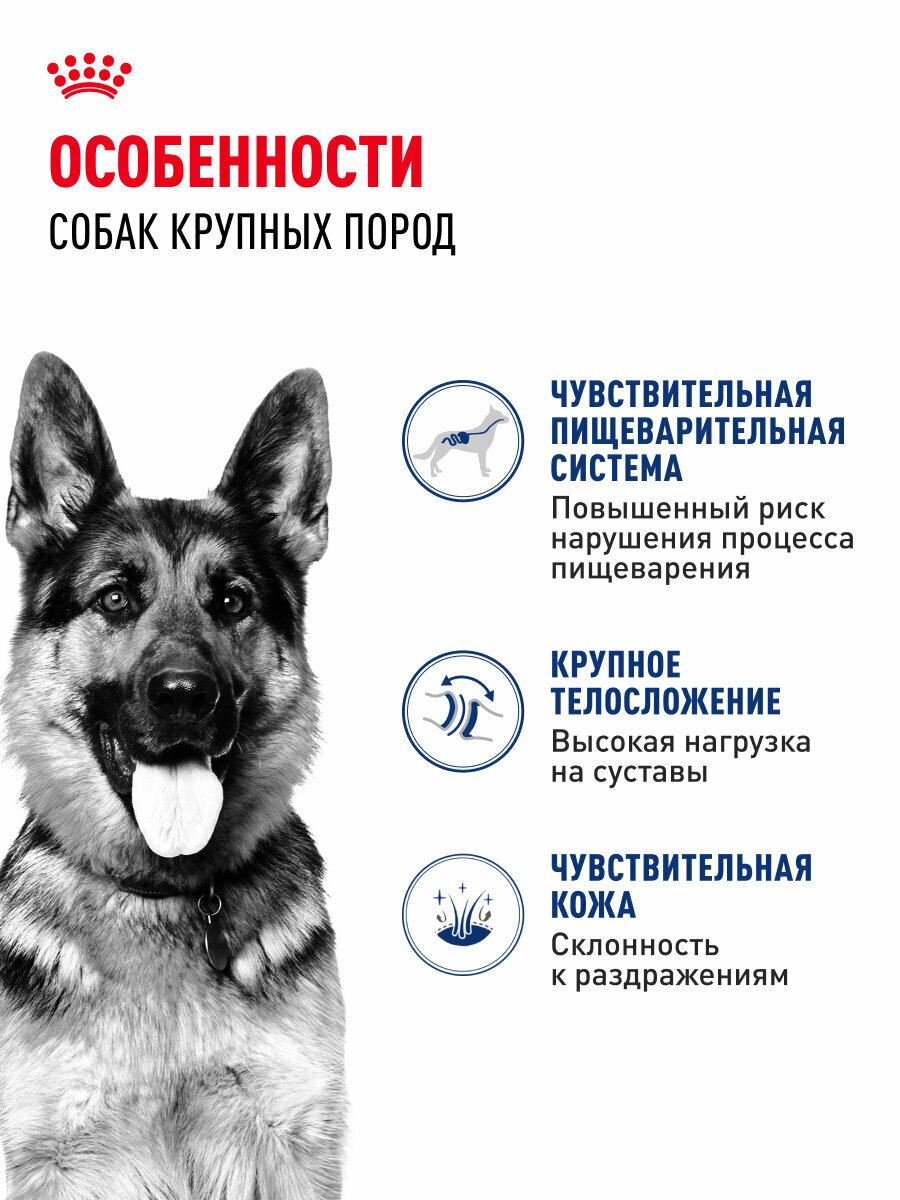 Сухой корм для собак Royal Canin Maxi Adult для крупных пород от 15 месяцев до 5 лет, 3 кг — фото 1