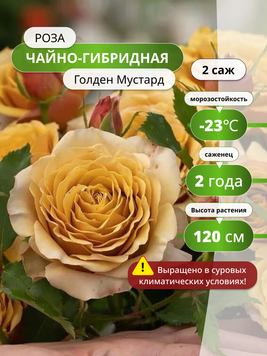 Роза чайно-гибридная Голден Мустард золотистая 120см многолетняя морозостойкая