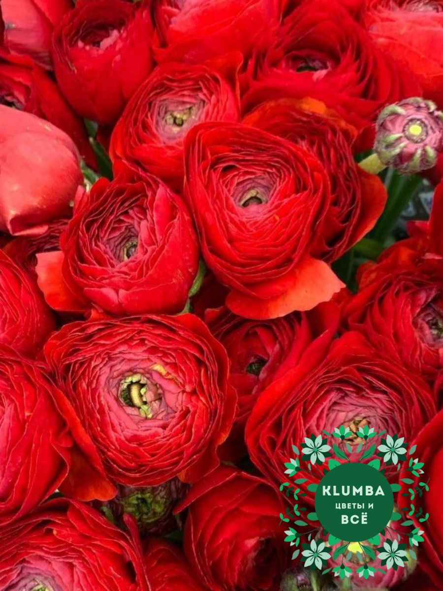 Луковицы цветов  Клумба  Луковицы Ранункулюс RED ( 10 шт )