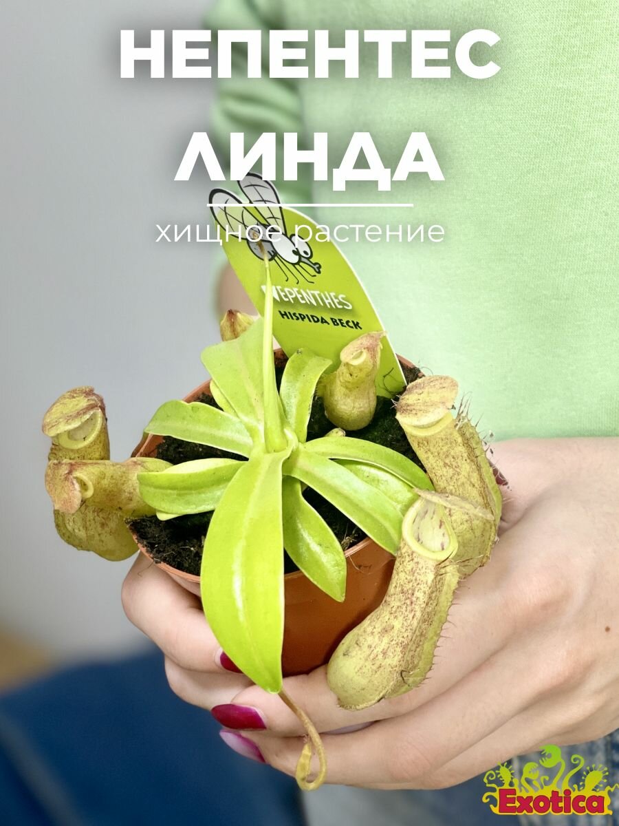Непентес Линда (Nepentes Linda) D9см хищное растение
