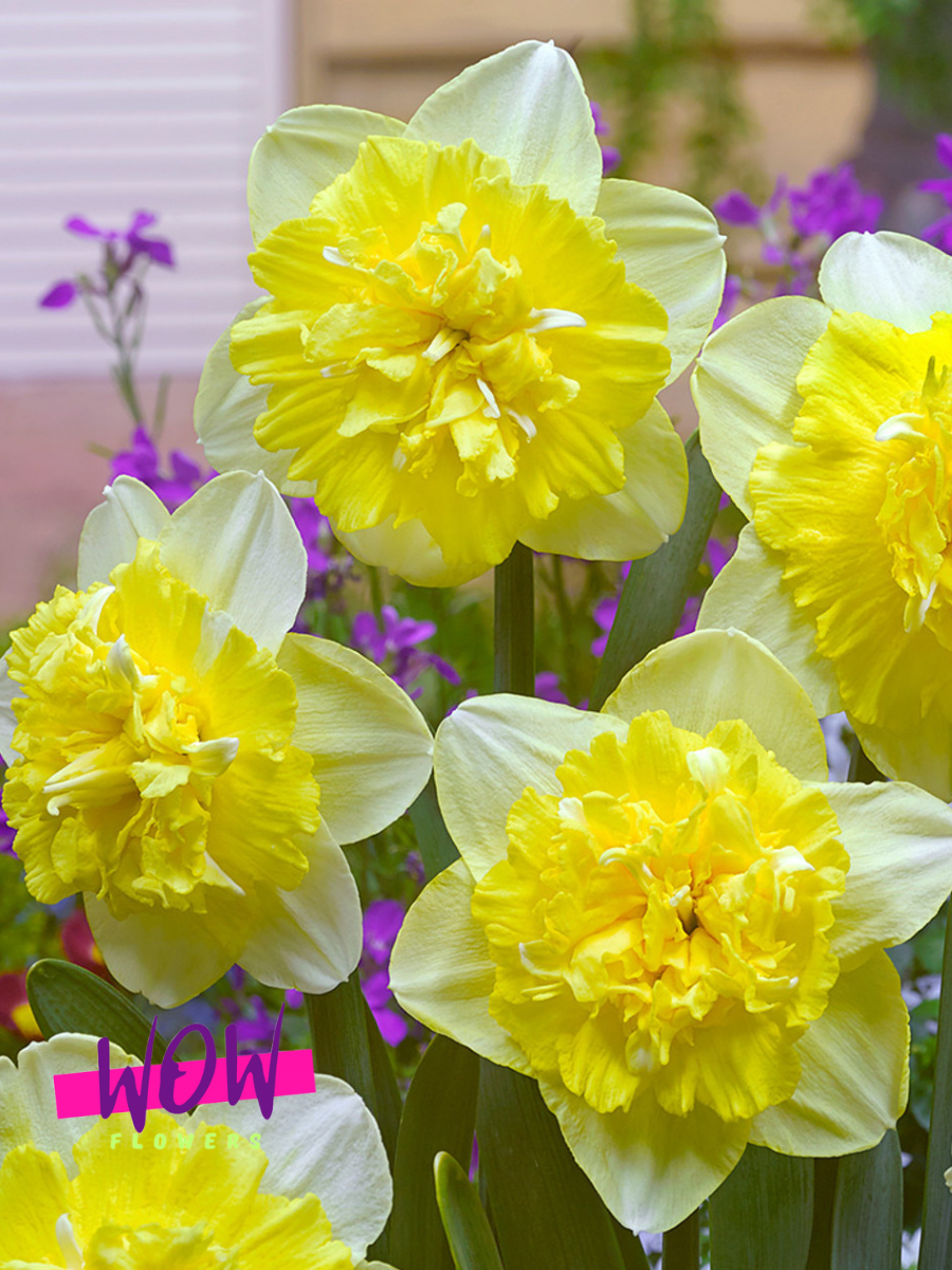 Луковицы цветов  WOW FLOWERS  Нарцисс Фулл Хаус ( 3 шт ) махровый