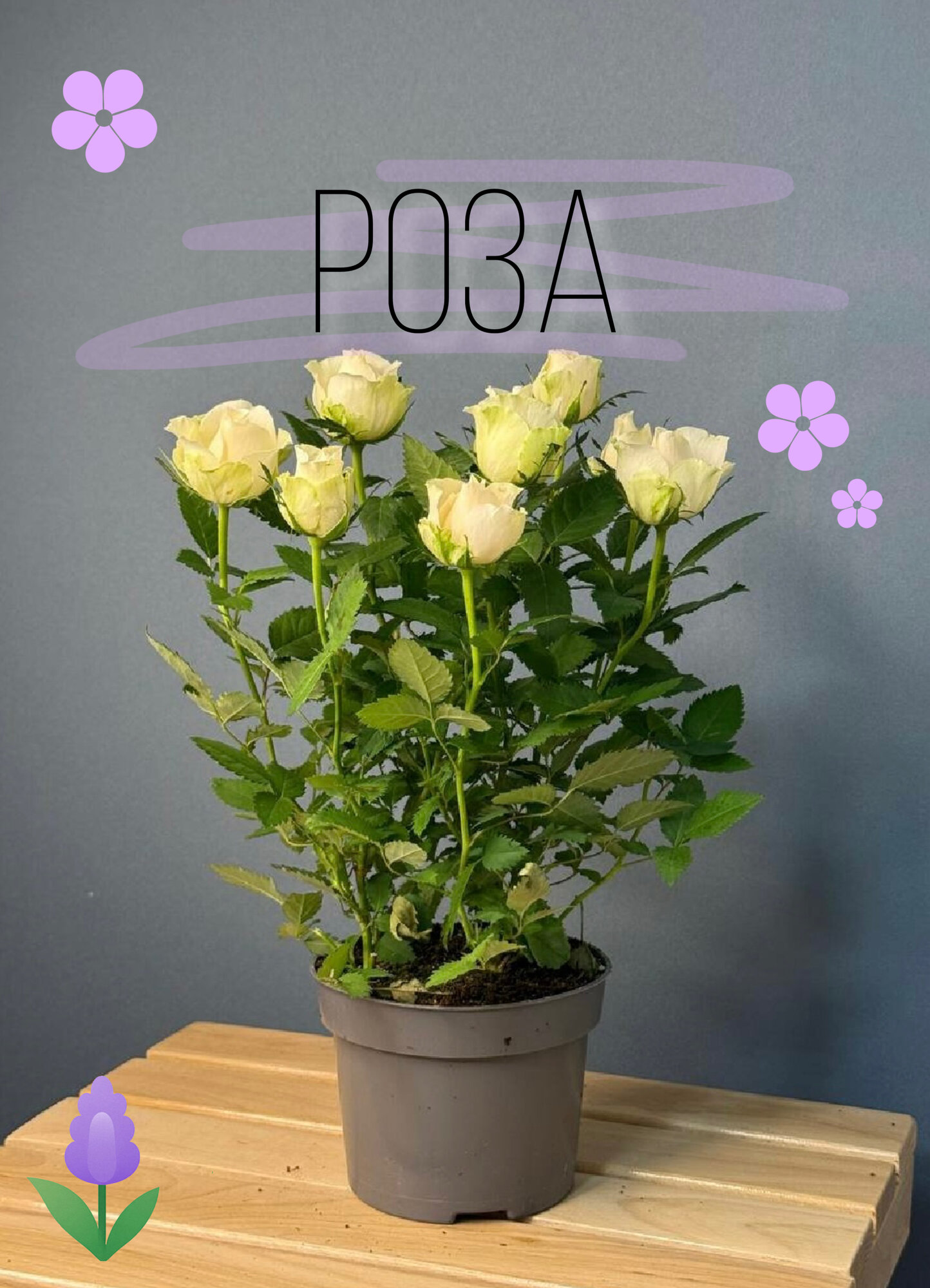 Кустовая роза с кремовыми бутонами — изысканное украшение интерьера и изящный подарок