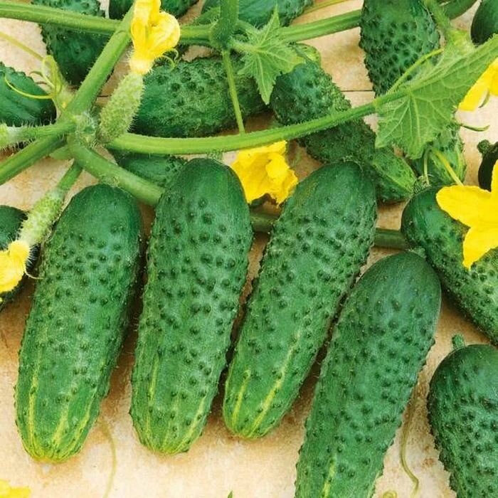 Коллекционные семена огурца Фуга F1