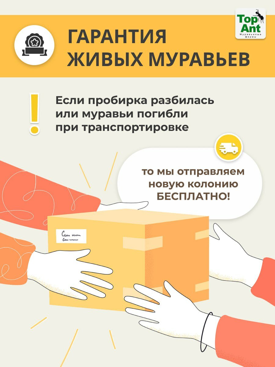 Сертификат на колонию муравьёв для муравьиной фермы. Комплект с кормом. — фото 1