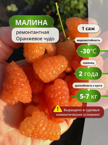 Изображение товара Малина ремонтантная Оранжевое чудо / малины, морозостойкий сорт