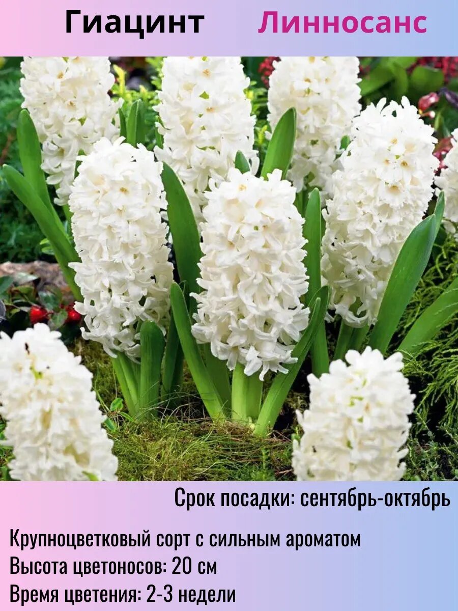 Гиацинты луковицы 5 штук
