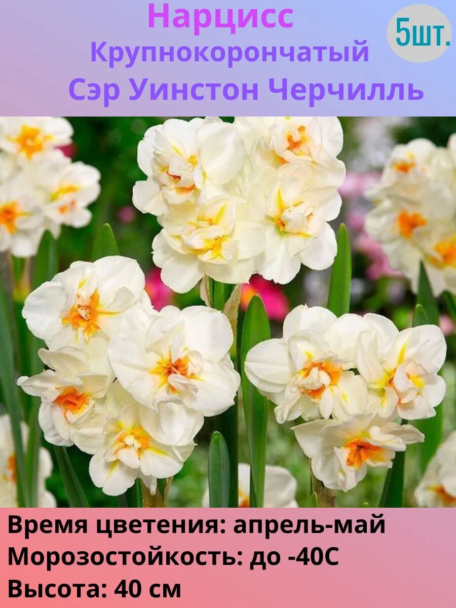 Нарциссы многолетние луковицы 5 штук