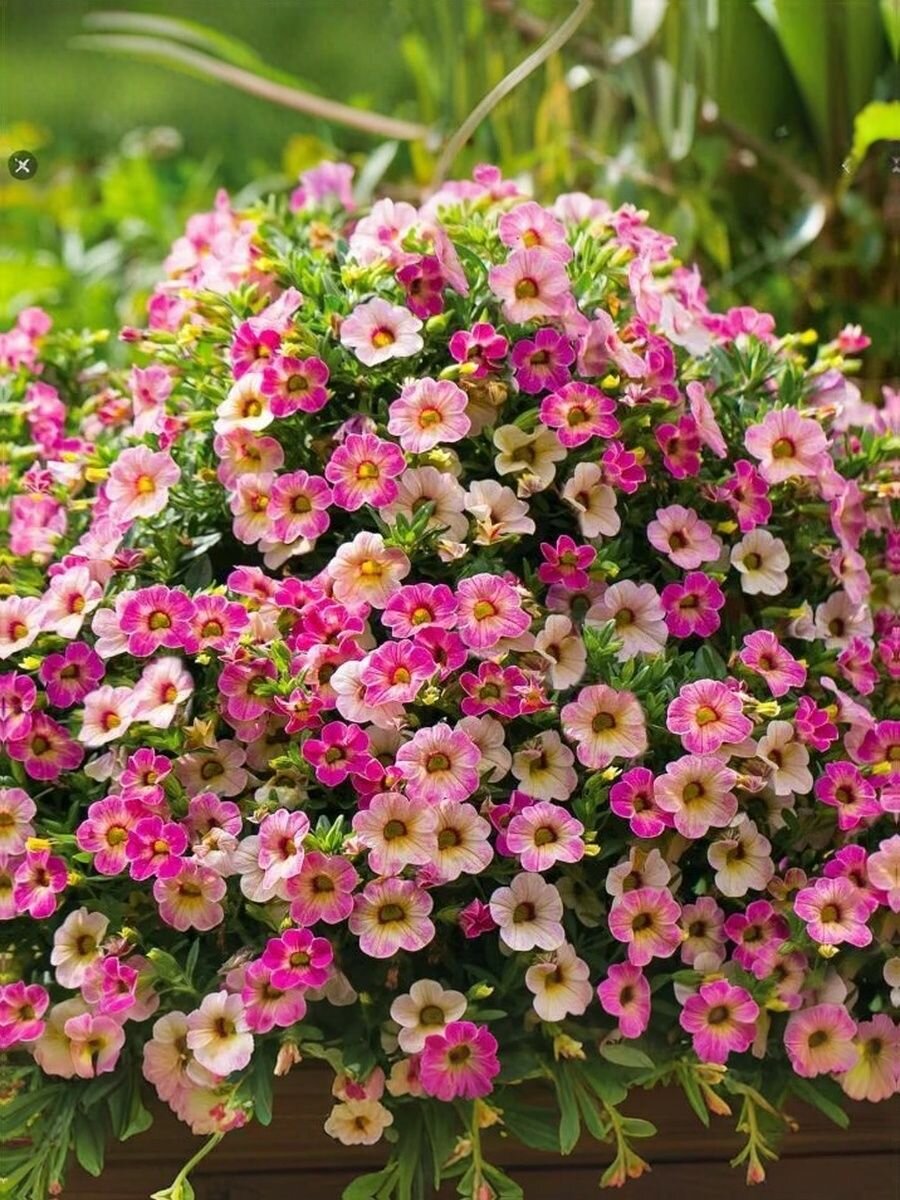 Калибрахоа професииональные семена