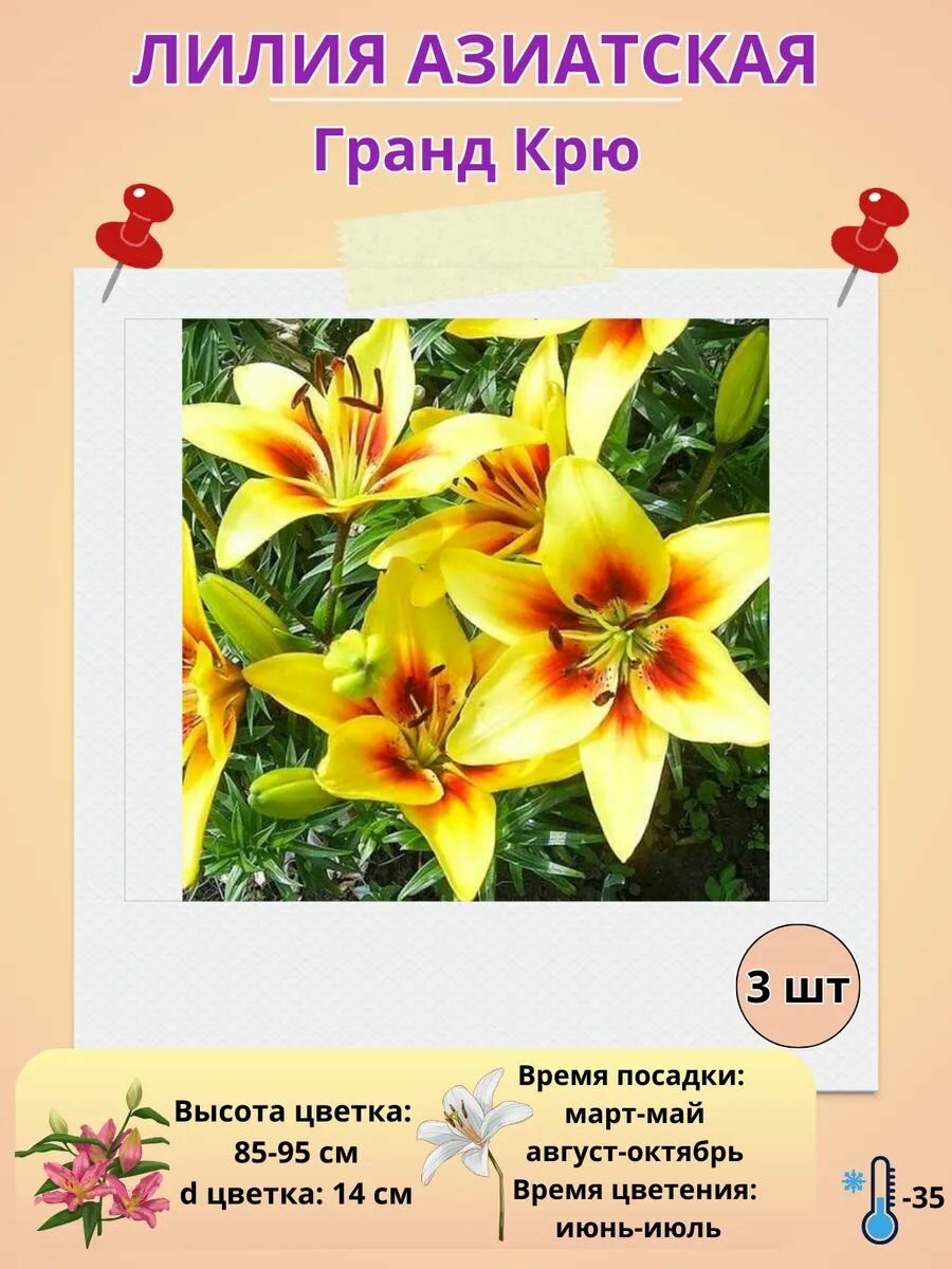 Лилия луковицы, многолетние цветы для посадки,3 штуки