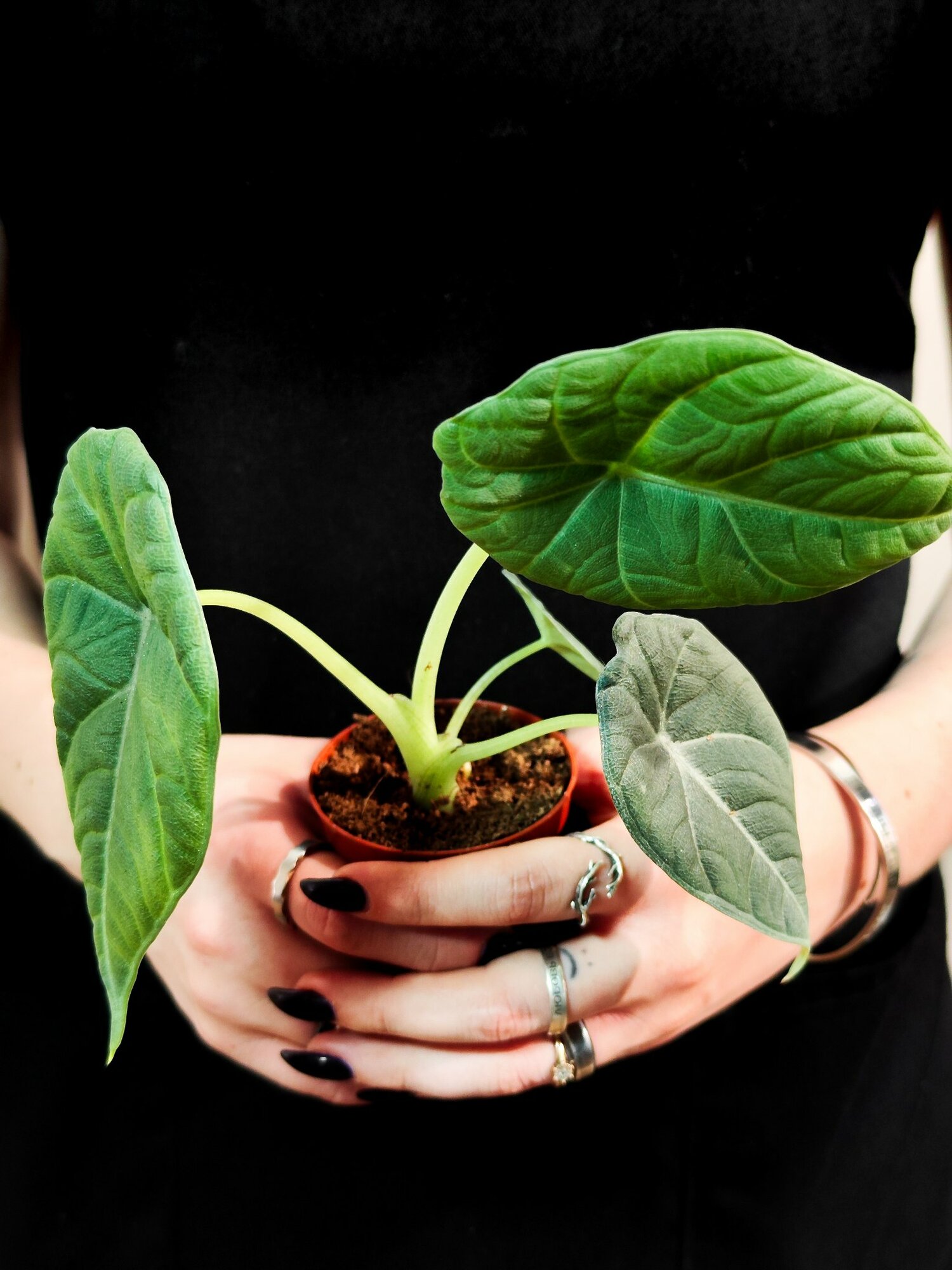 Алоказия Махарани (Alocasia Maharani) D6см, живое растение
