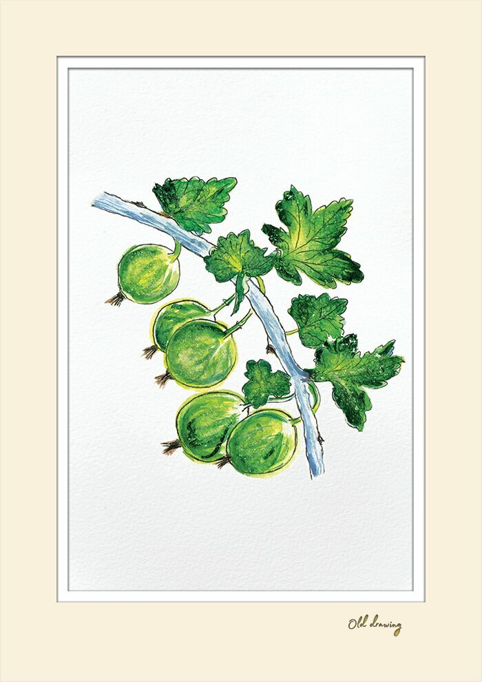 Постер А4 с двойным паспарту №31 Крыжовник