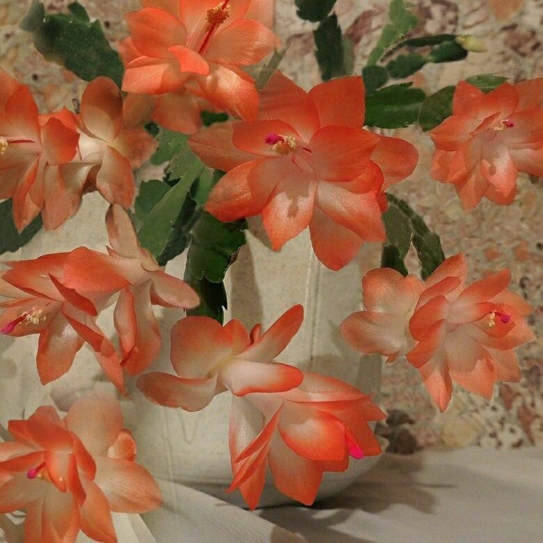 Декабрист MIX