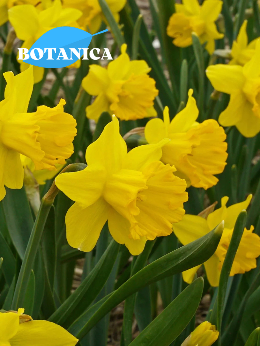 Луковицы цветов botanica garden Нарцисс Сэй Чиз ( 5 штук )