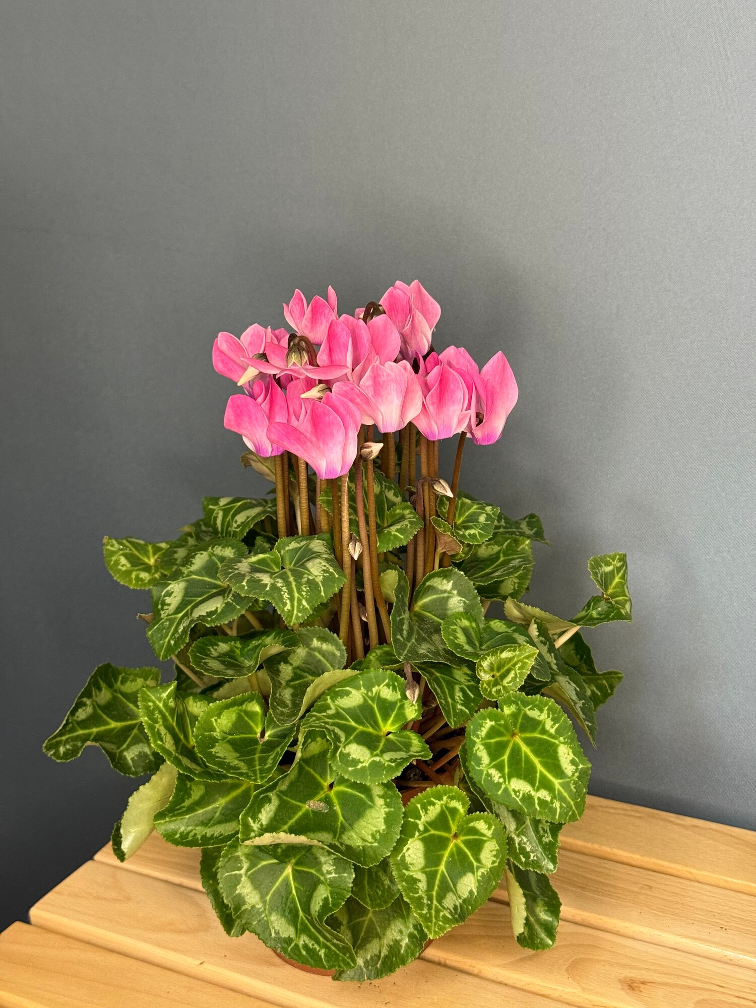 Цикламен персидский нежно-розовый (Cyclamen persicum) — изысканное цветение и свежесть в вашем доме