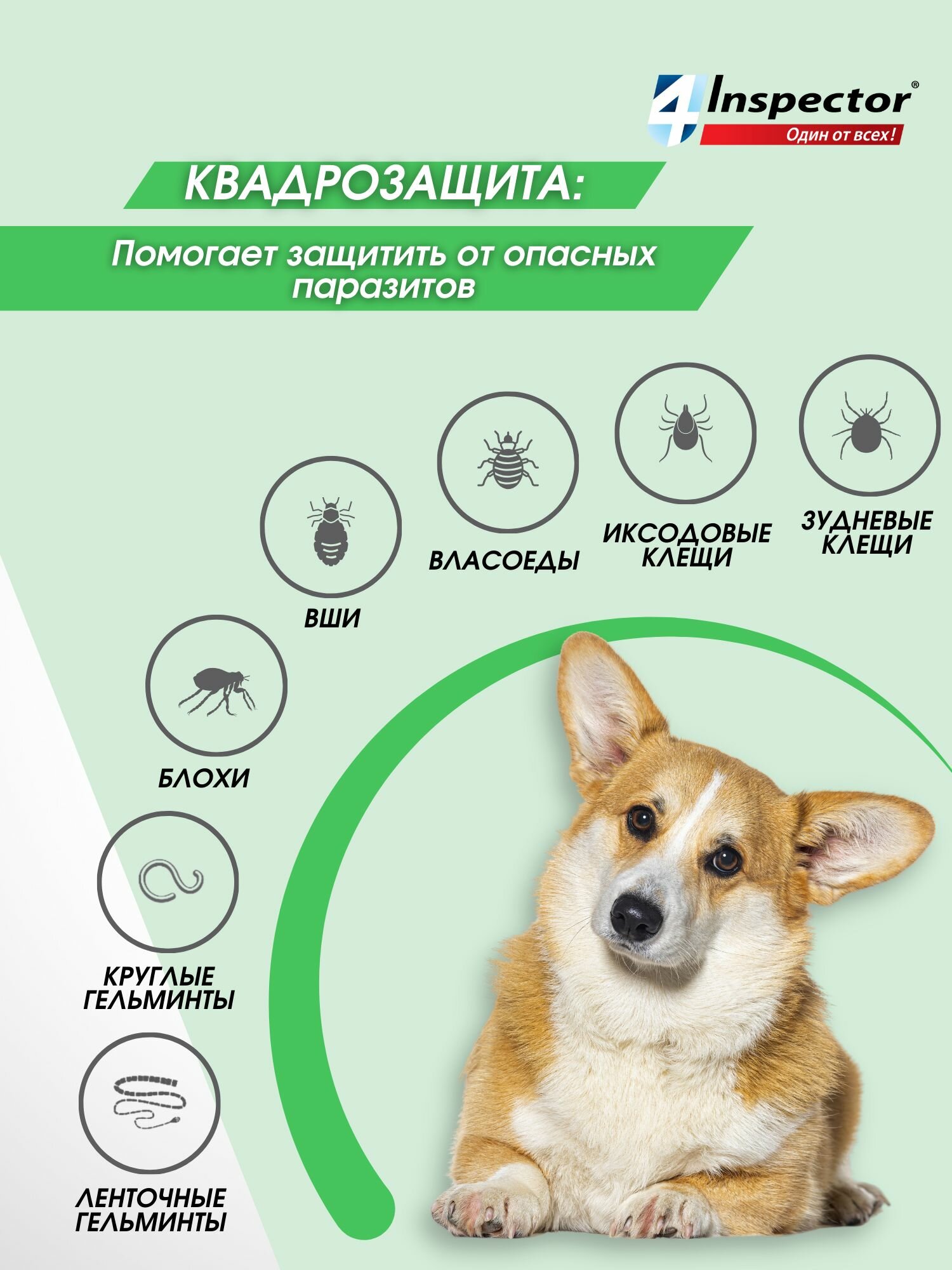 Инспектор Квадро С Капли для собак 4-10 кг. от клещей, блох, гельминтов (1 пипетка) — фото 1
