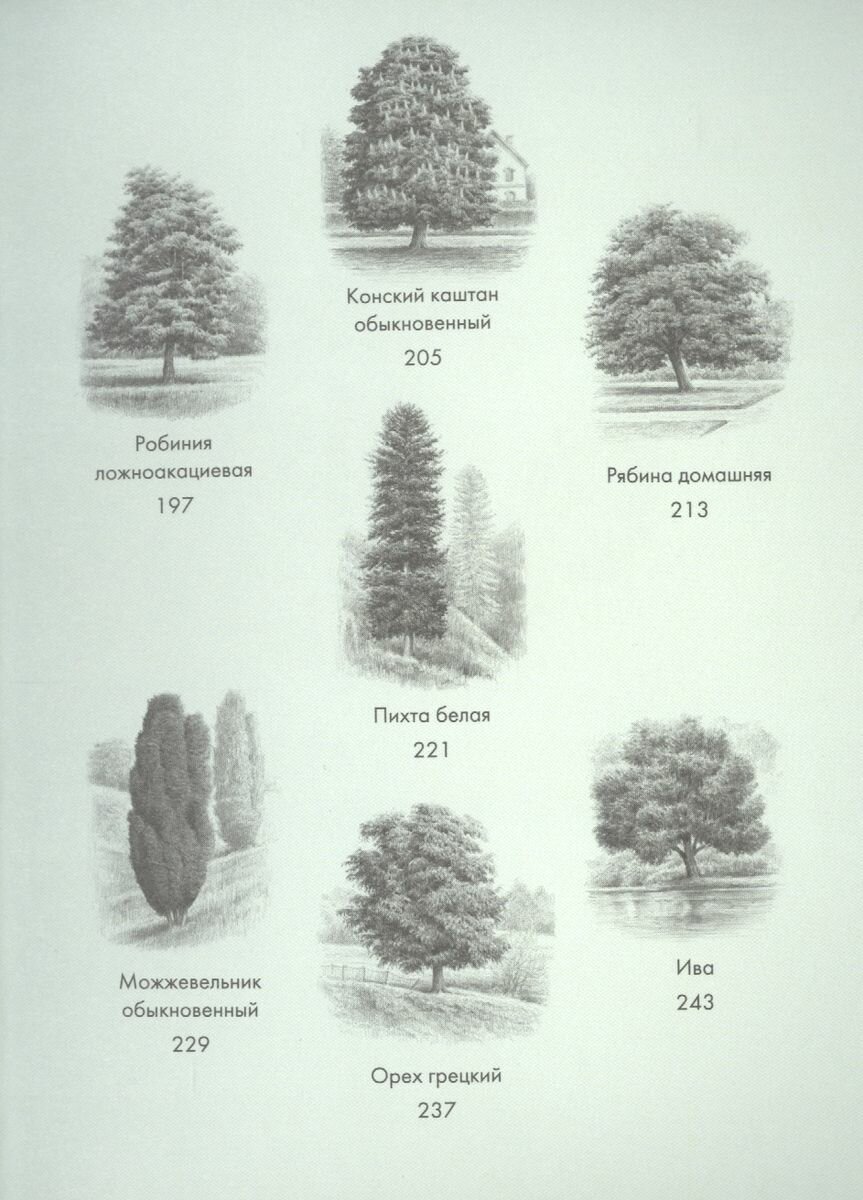 Деревья: Как жизни человека и дерева переплетены друг с другом - фото №11