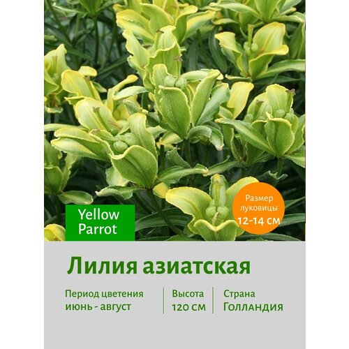 Лилия азиатская Еллоу Пэрот (Yellow Parrot) луковицы 3 шт