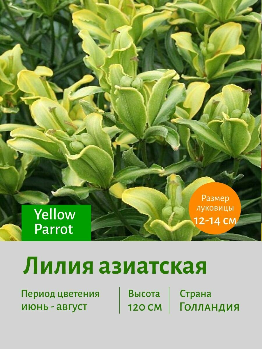 Лилия азиатская Еллоу Пэрот (Yellow Parrot) луковицы 2 шт