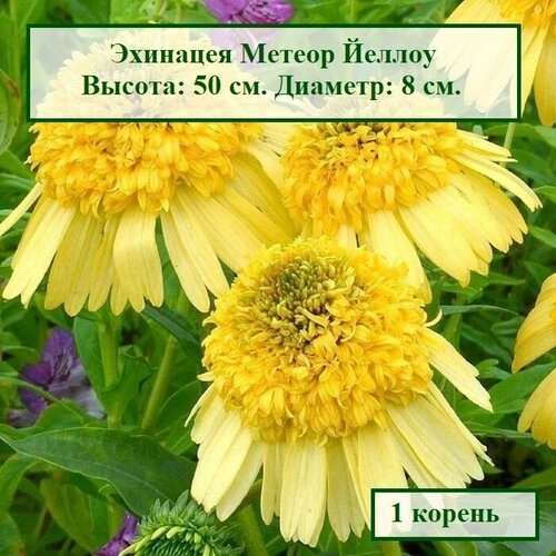 Эхинацея Метеор Йеллоу (1 корень.)