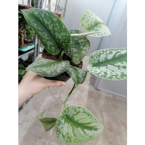 Сциндапсус треби