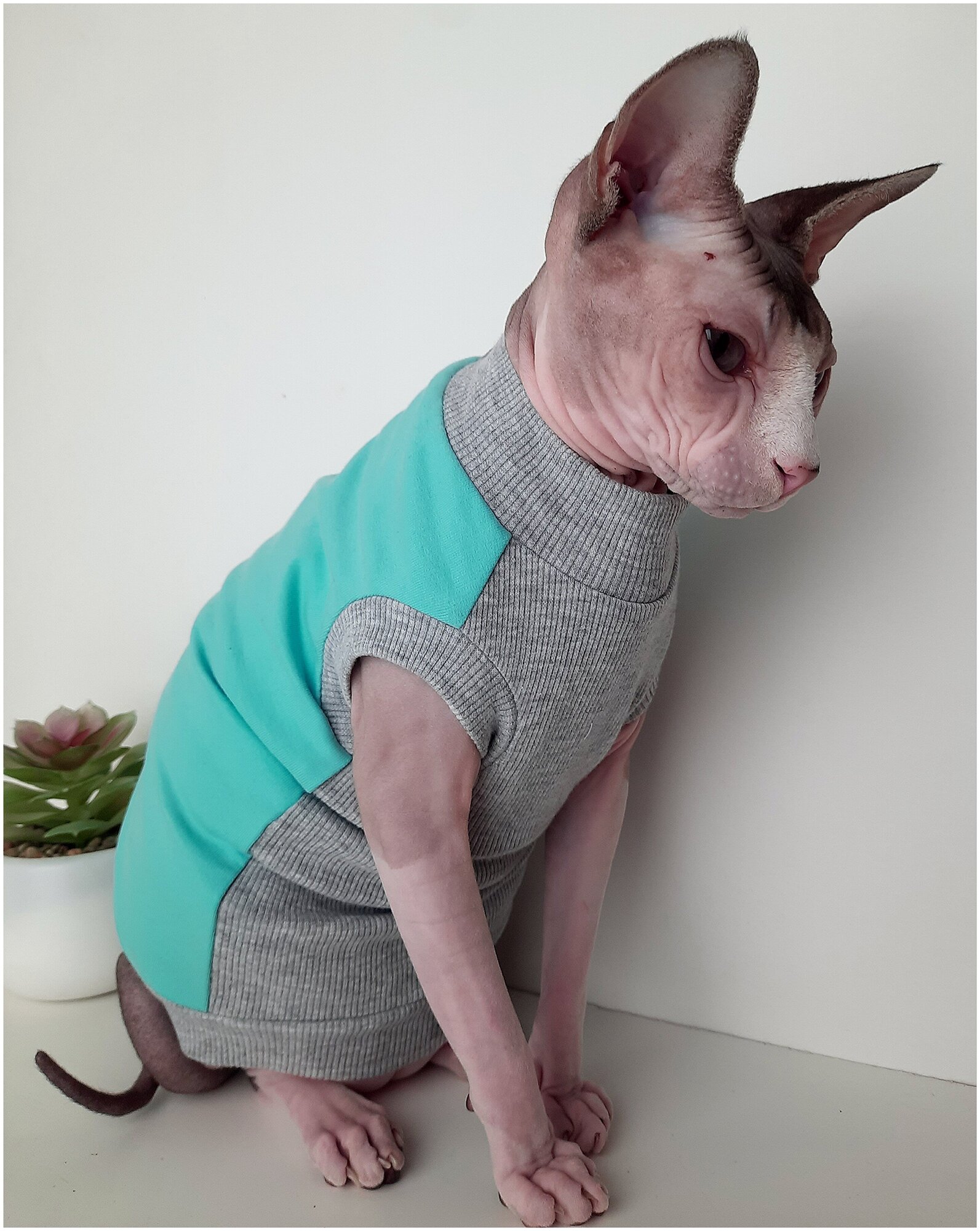 Свитшот для кошек, размер 40 (длина спины 40см), цвет мятный/ толстовка свитшот свитер для кошек сфинкс / одежда для животных - фотография № 7