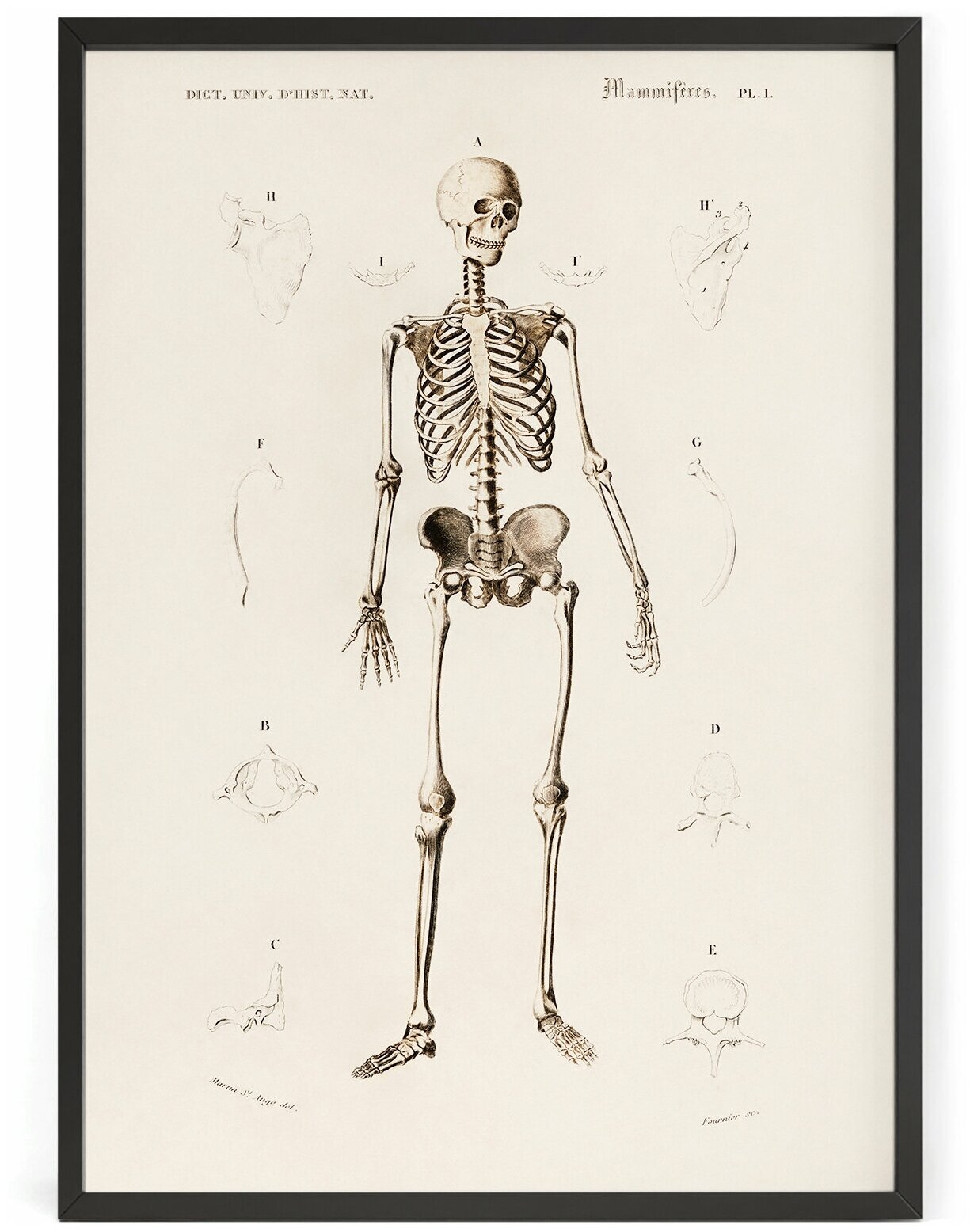 Постер на стену иллюстрация скелета, анатомия человека, кости 50 x 40 см в тубусе