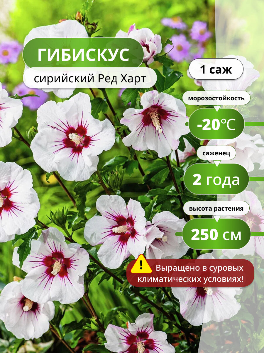 Гибискус сирийский Ред Харт ( Hibiscus syriacus Red Heart) / саженец гибискуса