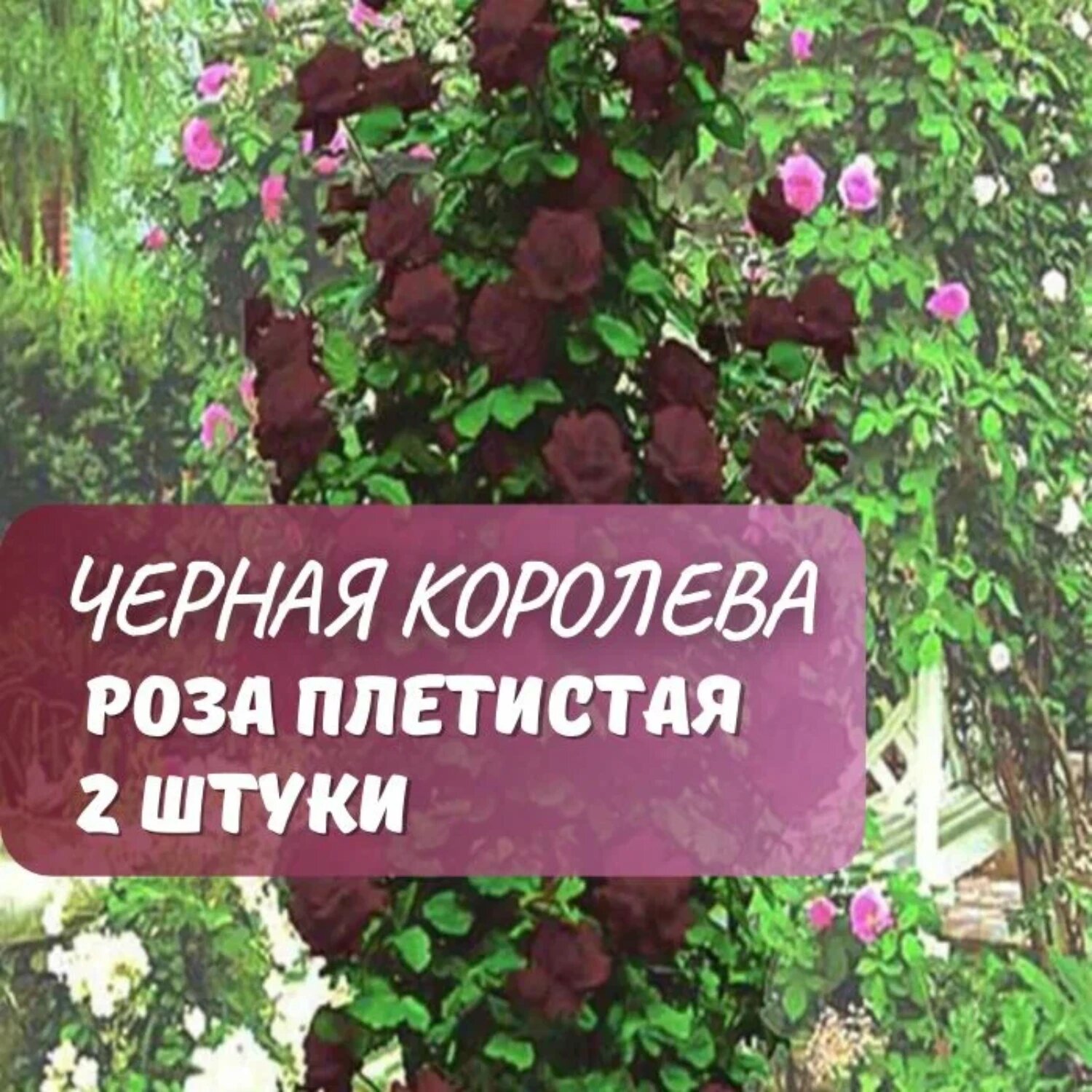 Роза плетистая Черная королева  2 саж многолетняя  красная
