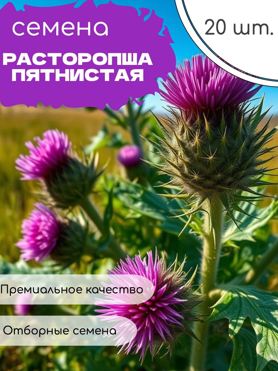 Расторопша пятнистая, съедобный, декоративный, лекарственный 20 шт + подарок