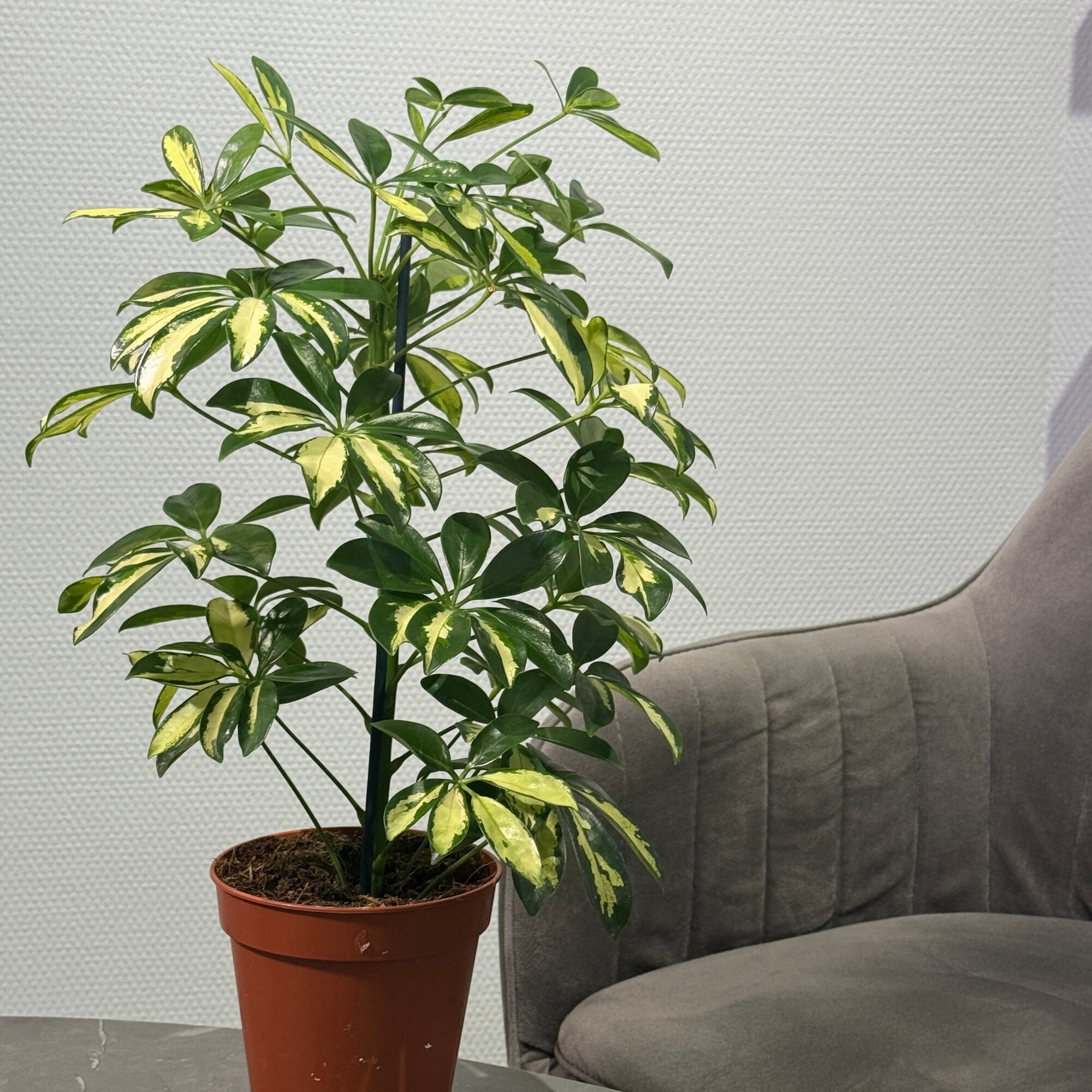 Шеффлера Вариегата живое растение в горшке “БукетнаяGreen” домашнее дерево Schefflera variegata