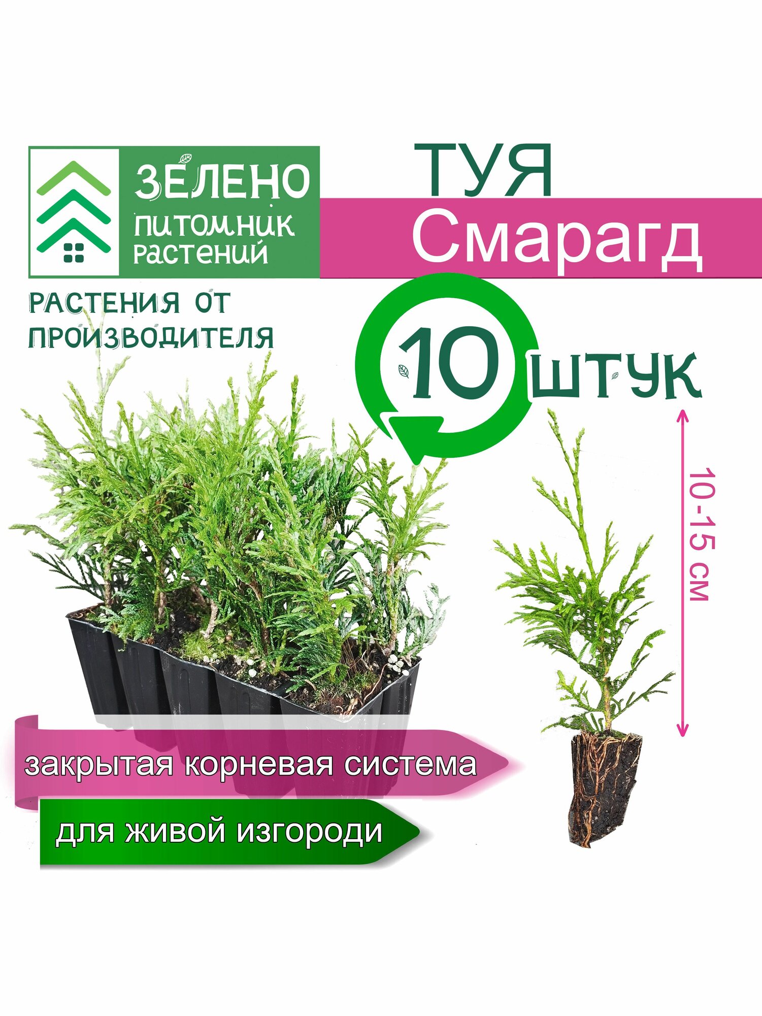Туя Смарагд 10-15см 10 саженцев набор