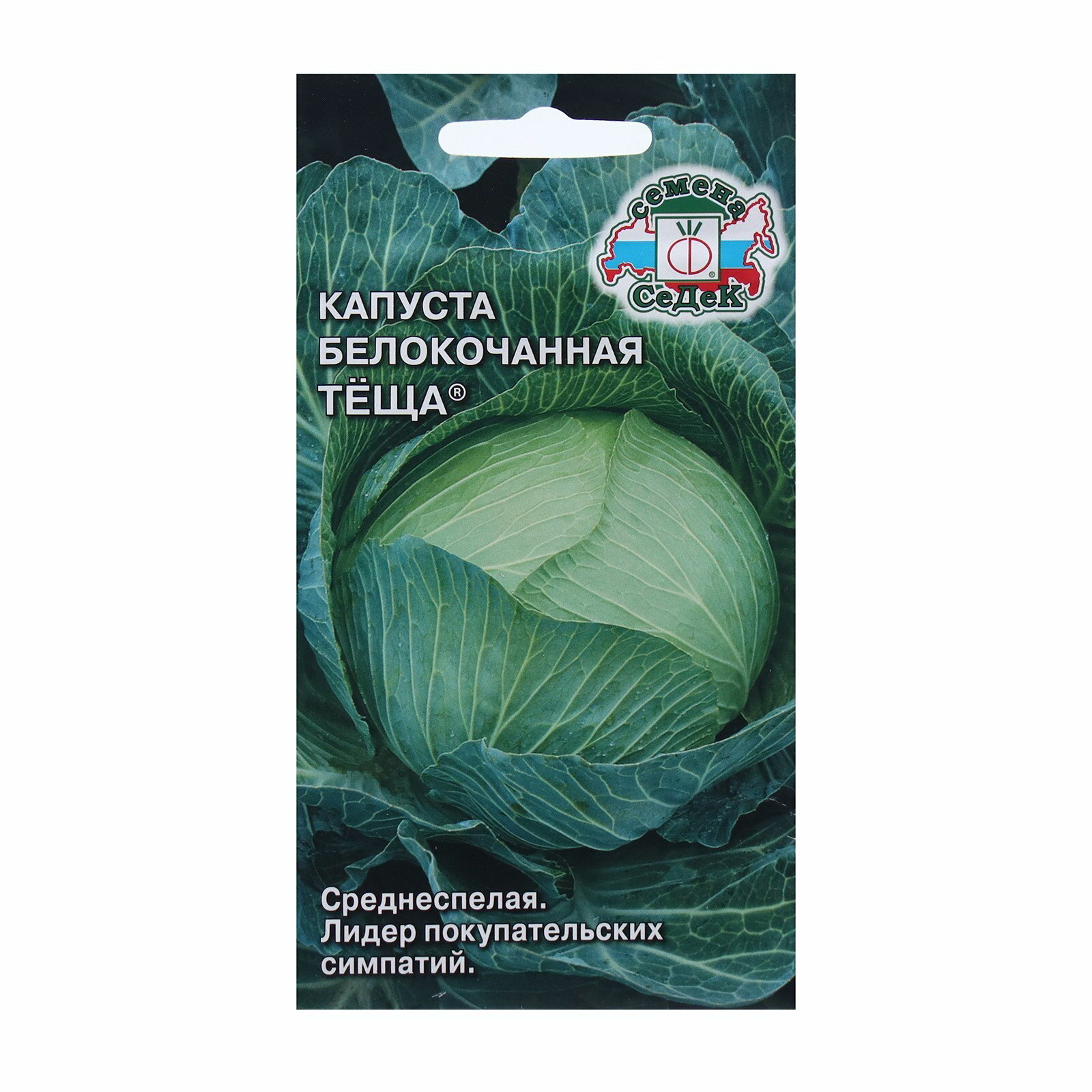Кочаны капусты сорта Теща на грядке